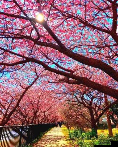 日本三叶草的春天樱花:邂逅浪漫的粉色花海