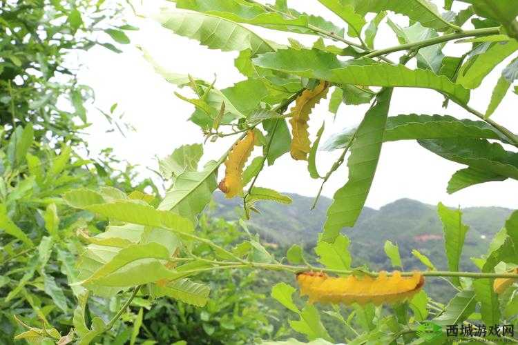 萧氏四兄弟美酥肉饼 96:传统美食的创新与传承