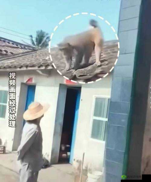 二人生猴子全程不盖被子:禁忌背后的探索之路