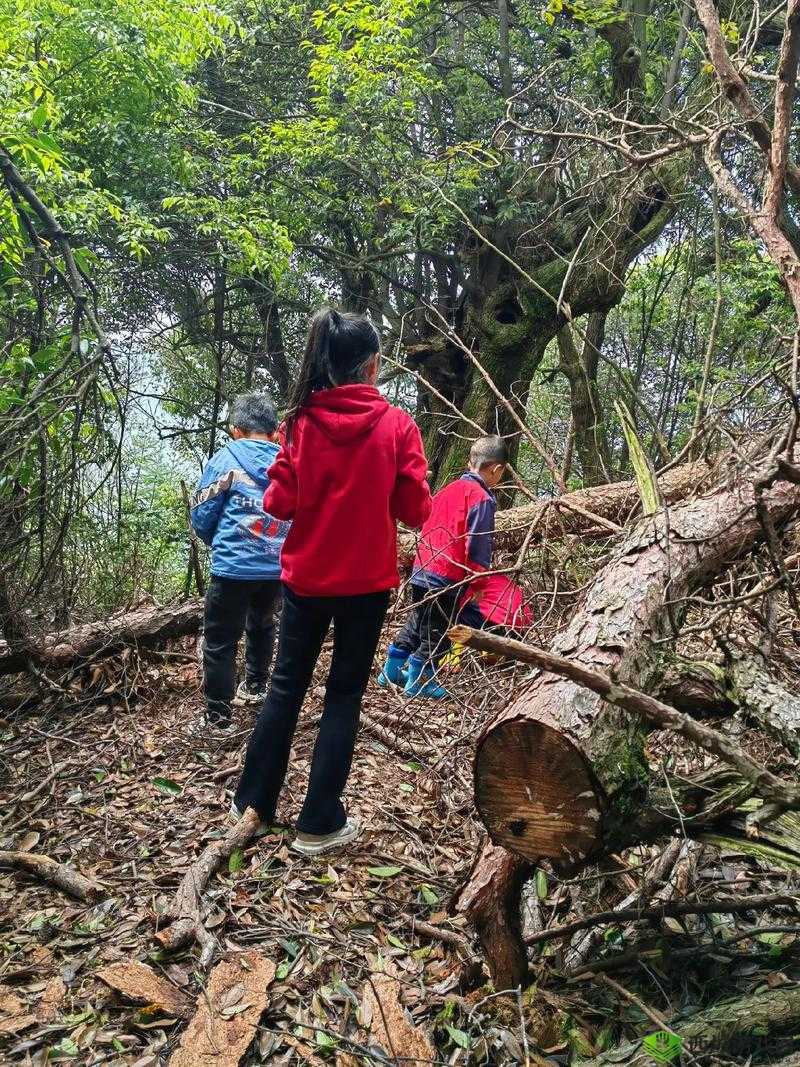 双手游走在你茂密的森林:探寻自然的奥秘