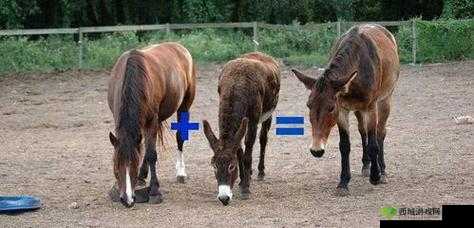 傻大壮长着驴一样的东西是什么:探寻真相