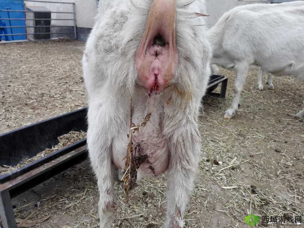 怀孕母羊四个水门特征:产羔率的关键