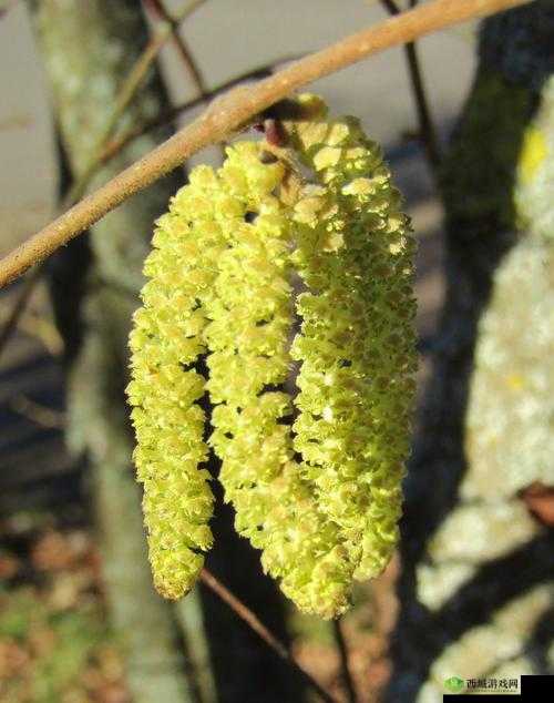 鍏閲嶇炲瓙棰嗗彇榛勭摐濂栧姳:绝美之花的魅力展现