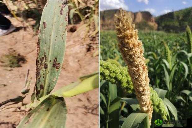 鎴愯壊濂界殑 Y31 涓涓嬪瓙鍏嶈垂浜嗗彂琛 :令人惊叹的发现