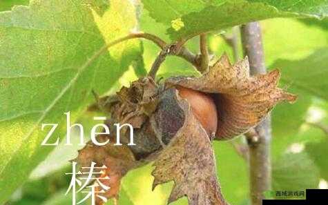 鏃ラ煩楂樻竻榛：神奇之所在