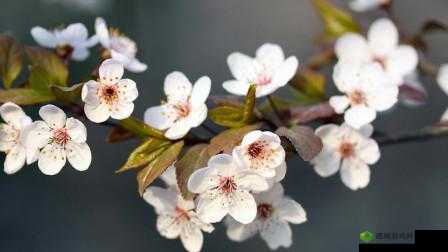 鍥界簿浜у搧涓鍝佷簩鍝佸浗绮綡TC鏀鎸佹彁渚涙捣澶栦綔鍝之解析