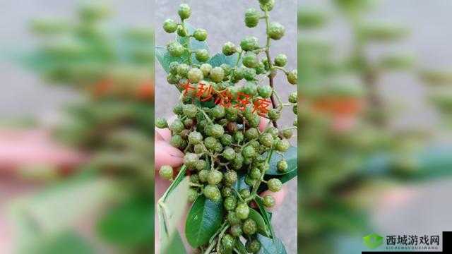 娆х編涓鍗2鍗3鍗4鍗′贡鐮:相关介绍