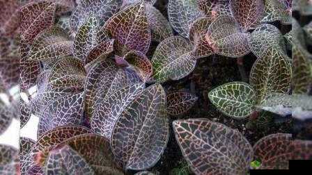 鑲夎幉鑺卞惛鍏ラ噾鍒氭澋鐨勫悗鏋:探索未知的神秘世界