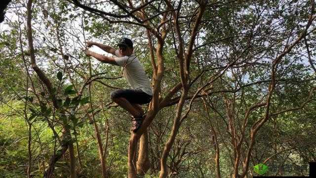 鑰佸啘姘戦噷鐨勮佸共妫掑冲囦汉鐗╀粙缁:探索其奥秘