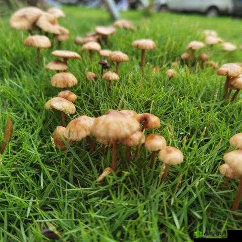 铇戣弴mogu瀹樻柟缃戠珯:精彩呈现