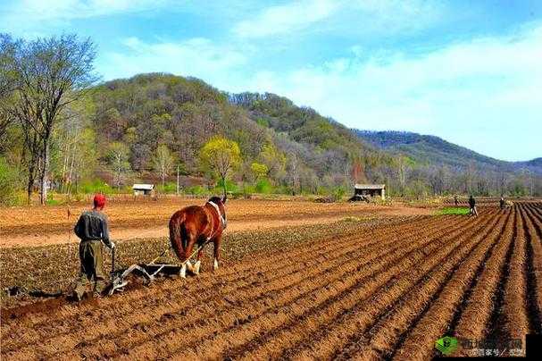 儿子耕种母亲的田地叫什么名字：背后的深意