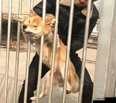 一人一狗卡住 6 小时:安全第一