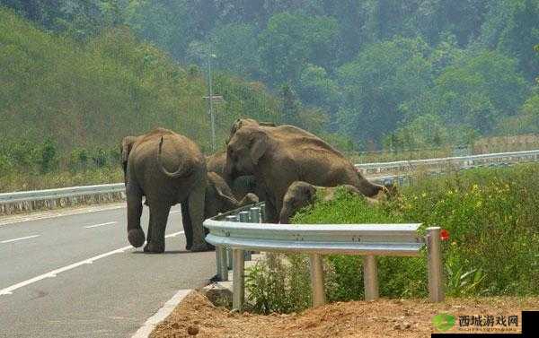 伊春园 2025 入口直达大象:神奇的通道