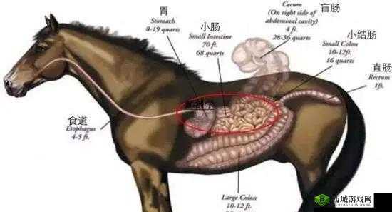 羊的水门打开全过程图解:探究羊生殖系统的秘密