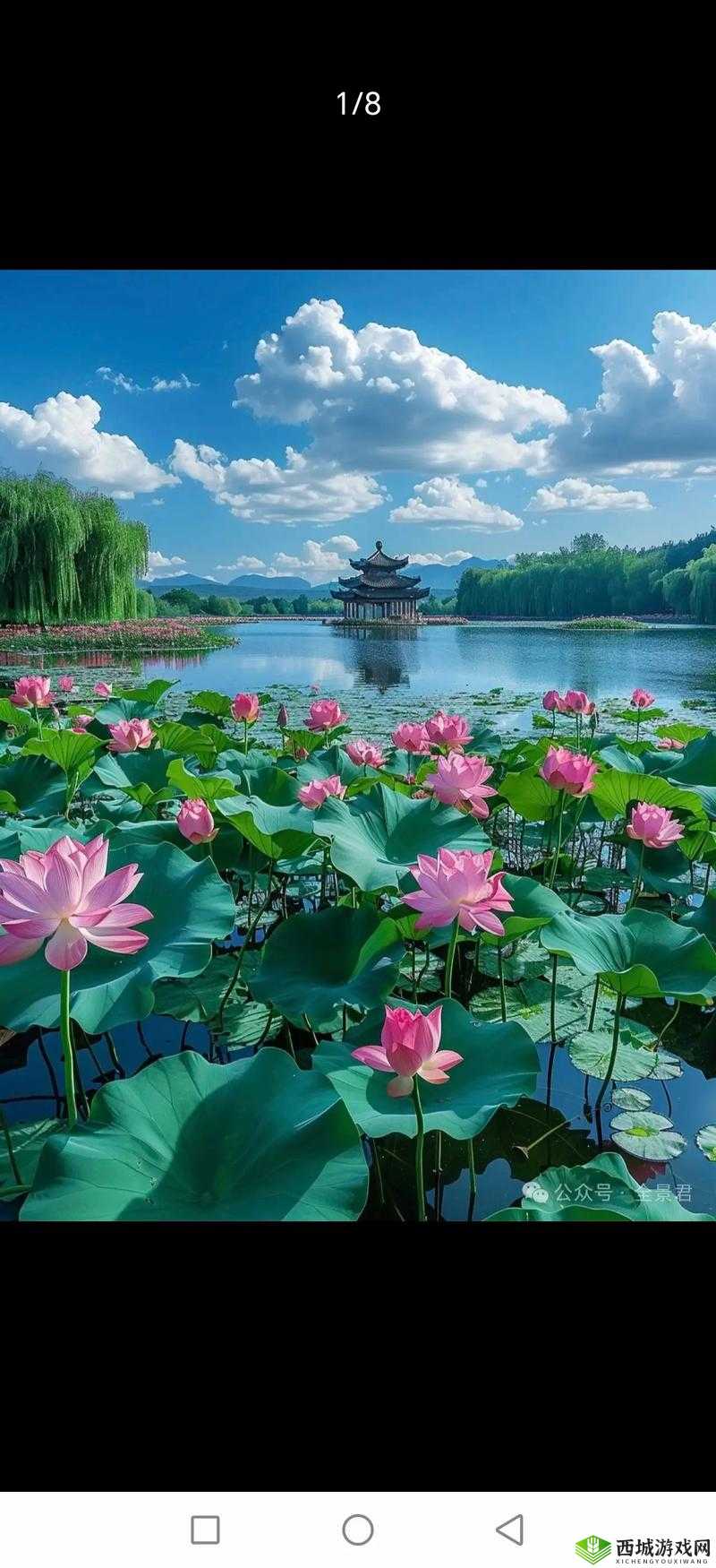 亭亭玉立的荷花国色天香：夏日的绝美风景