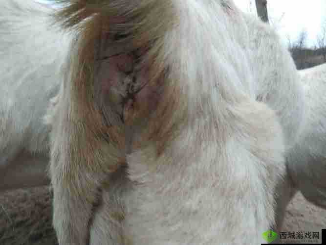 母羊正常水门的样子是什么