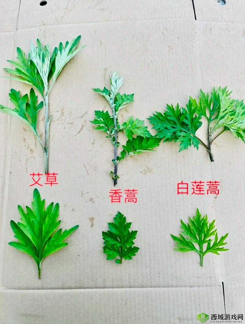 靠艾草通关逃生游戏:艾草的奇妙用途