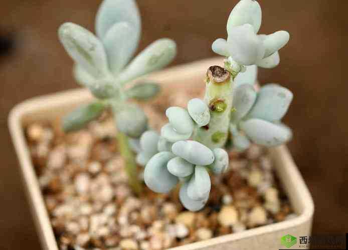 幸福家庭:许还河乐敬衣的温馨故事