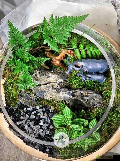 老牛嫩草一二三产品区别蘑菇视频特点解析