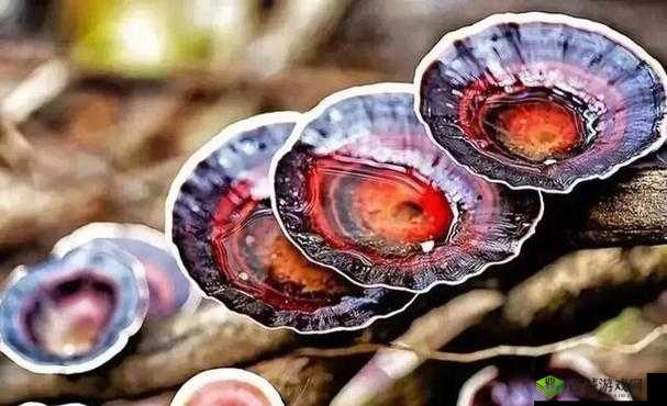 判断:有一根又黑又硬的蘑菇头:真相揭秘