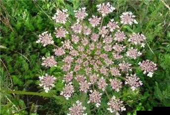 夜战 10 女民间秘方功效：提升性能力