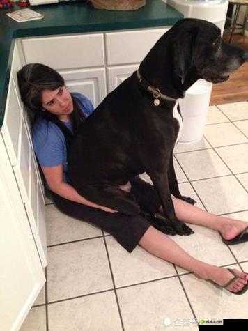 狗狗的东西又硬又烫怎么办：了解原因及解决方法