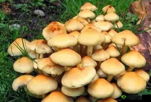 中国新疆XXXXXL19D蘑菇:特色食材的魅力所在