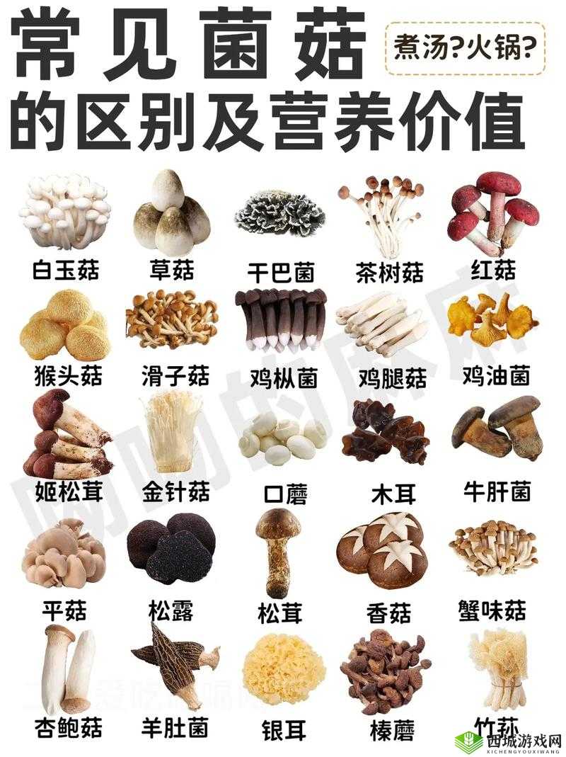 蘑菇科普:种类特性与营养价值