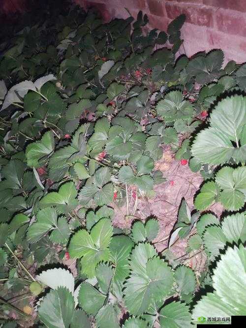 草莓晚上湿漉漉的状态引人遐思