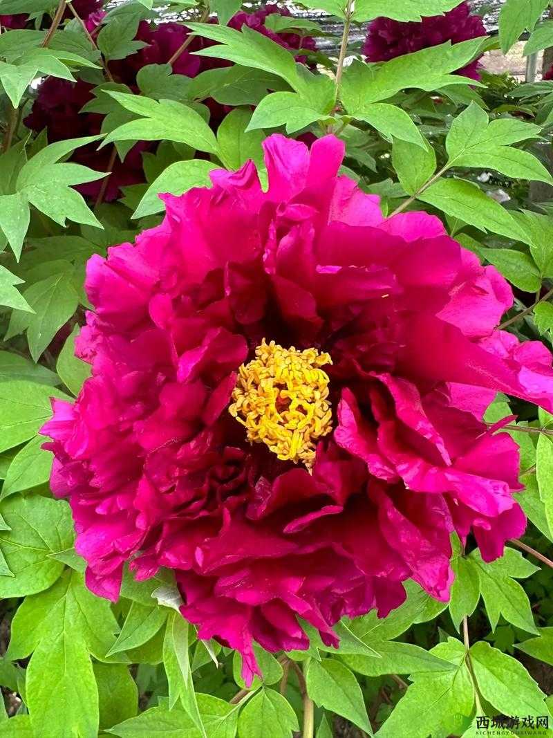 国色天香之盛世美颜