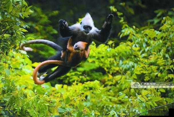 人生猴子不盖被子:别样趣味场景