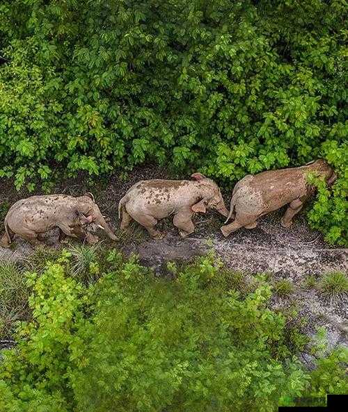 DX77 大象回家:踏上温馨归途