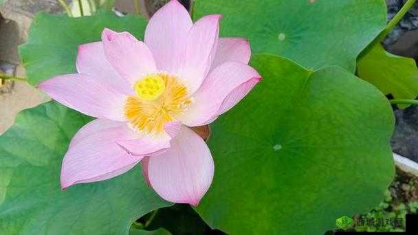 女性半夜莲花开放的治疗：探寻其奥秘