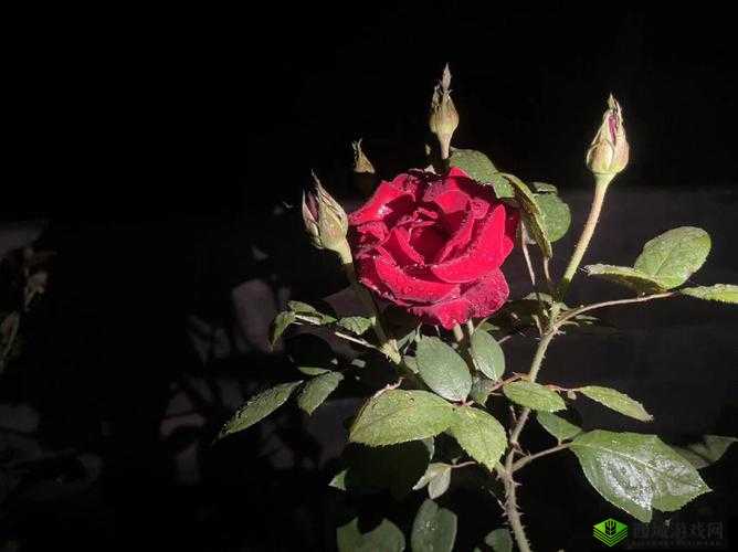 无人区玫瑰与夜色玫瑰有何区别？