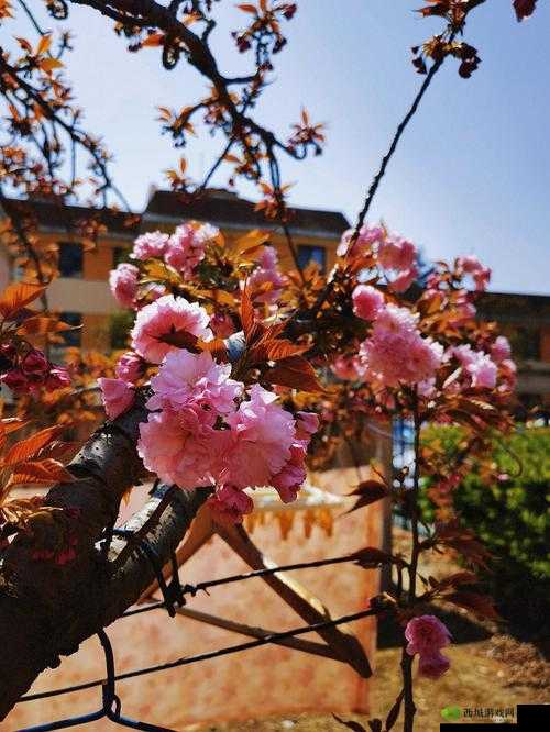 病勤楼栋 1-12:樱花未增减,我们的坚守与希望