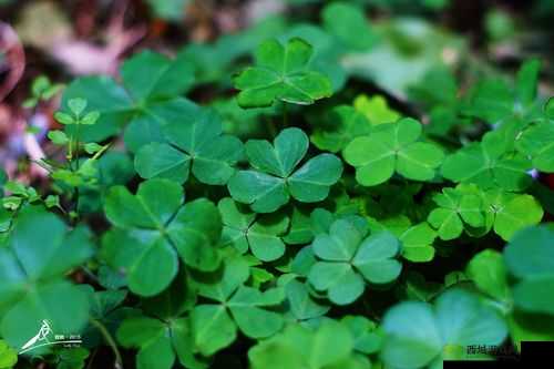 三叶草的春天:美好与希望的故事