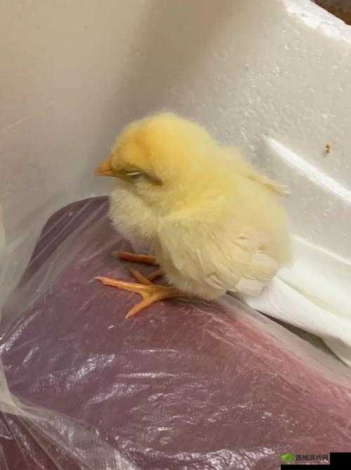 我里小鸡硬邦邦前一句怎么说：引发思考的表述