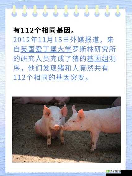 人与猪的 DNA:差异与相似性研究