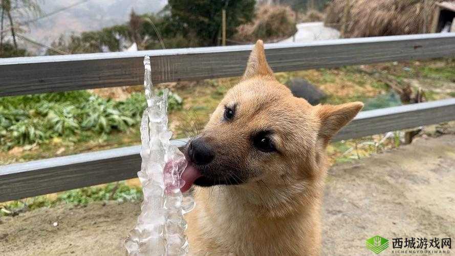 被自己家狗上瘾了怎么办:爱犬成癖,如何是好?