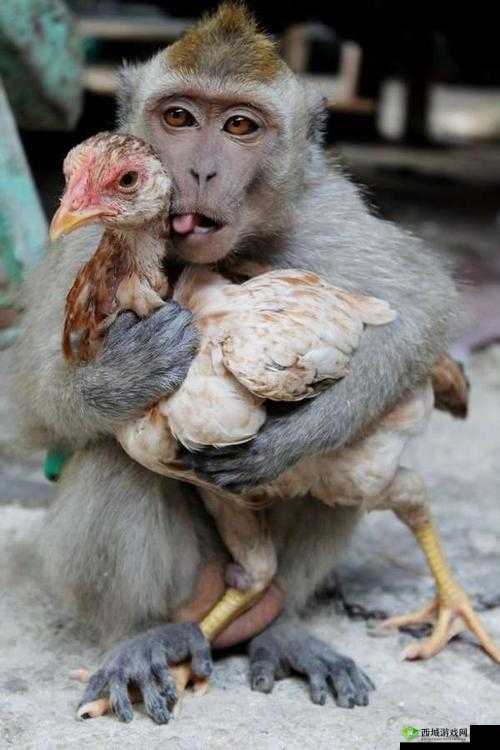 爱情的模样：俩猴子紧紧相拥