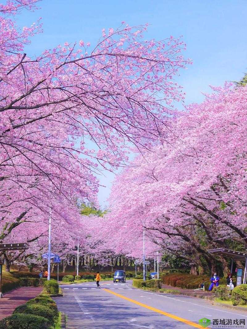 我们换个地方做樱花是什么歌:背后的故事