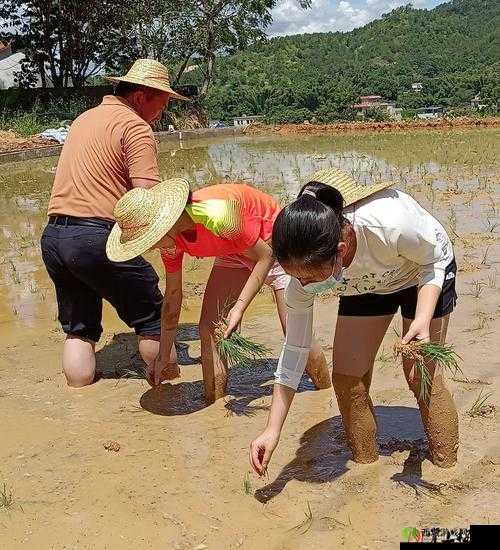 插秧七十二招式图片:农耕技艺的精彩呈现