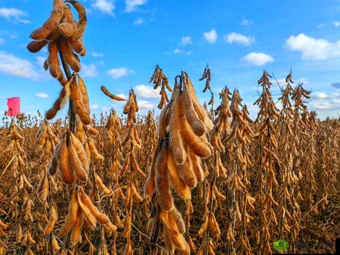 成熟大豆的别样魅力