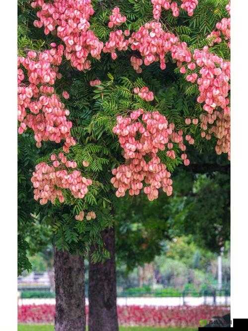 林太太府中逢甘雨：一段奇妙的经历