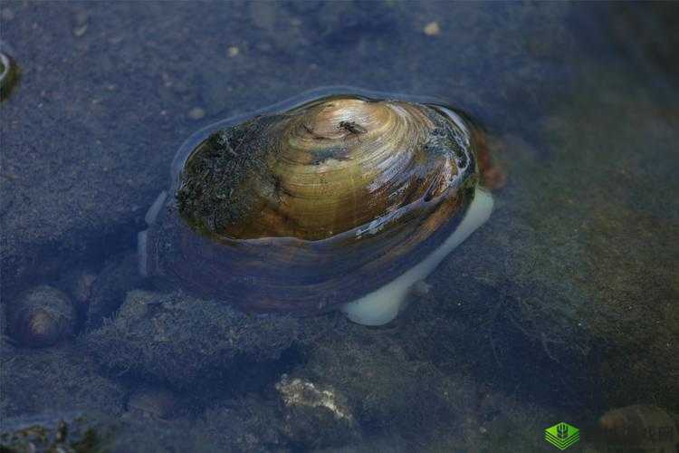 狂涨肥白的玲珑的肉蚌：丰满紧致的诱惑