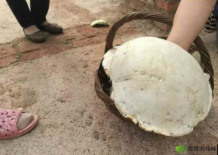 17c爆料独家揭秘蘑菇:背后的真相令人震惊