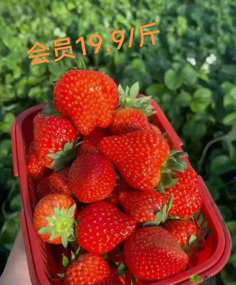 草莓 my.1688 优质草莓等你来选
