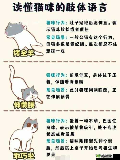 我真的会谢梗介绍:深度解析这句网络流行语的背后含义与起源