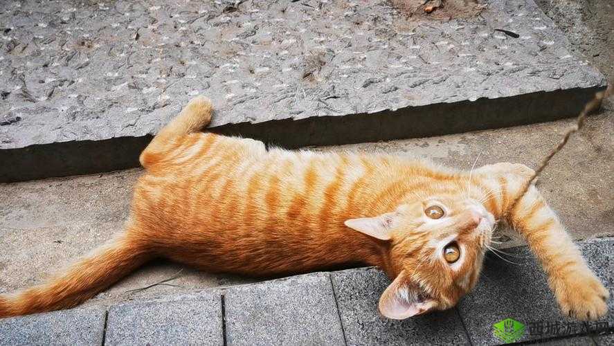 小黄猫星空传媒映人口:打造独特传媒品牌