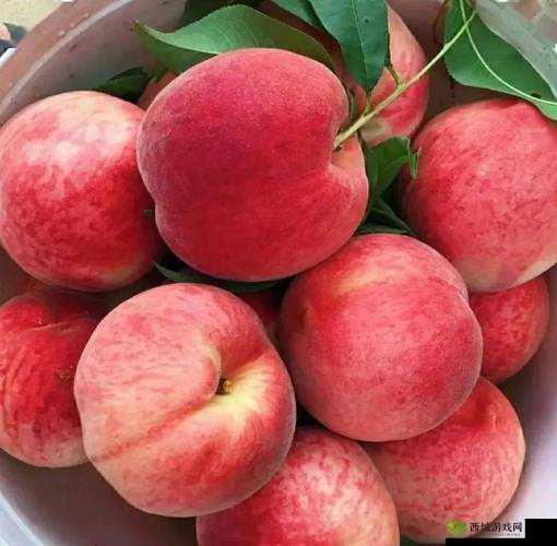 GTCARD2 水蜜桃:香甜多汁的美味水果